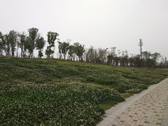 -白鹭湾湿地公园