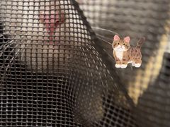 -瑞鹏宠物医院·骨科·猫科·内科(第一中心)