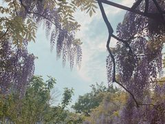 -嘉定紫藤园