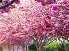 -莱阳濯村樱花园