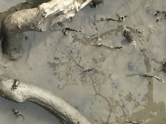 -北海金海湾红树林生态旅游区