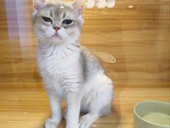 -猫十亿·布偶金渐层·曼基康矮脚猫舍(青年路店)