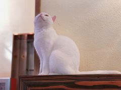 -more than meow吴止猫主题餐厅(承德 中船汇店)