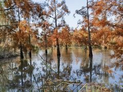 -上海长兴岛郊野公园