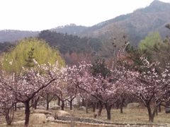 -沂蒙山旅游区云蒙景区(蒙山国家森林公园)