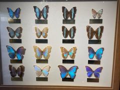 -上海昆虫博物馆