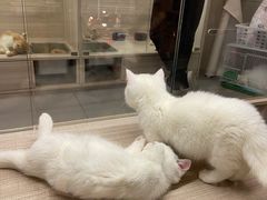 -飞行喵MR PILOT|猫舍·猫咖(静安大融城店)
