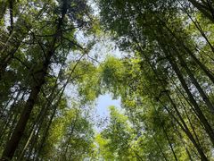 -缙云山景区