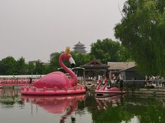 -莲花池公园