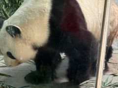 -灵玲国际马戏城