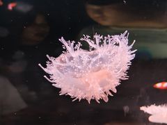 -欢乐海岸海洋奇梦馆