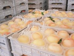 -西郊国际农产品交易中心