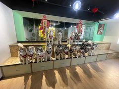 -Husky Go! 哈士奇体验馆·宠物咖啡厅狗咖