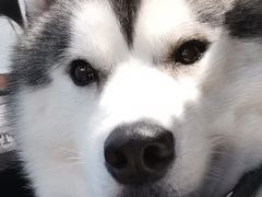 -Husky Go! 哈士奇体验馆·宠物咖啡厅狗咖