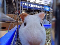 -大行Dahon自行车·北京顶点单车apex bike·ARAI摩托车头盔(白塔寺专卖店)