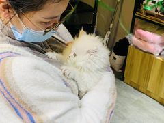 -欣宠猫屋·矮脚拿破仑·蓝金金渐层