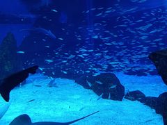 -海合安成都极地海洋公园
