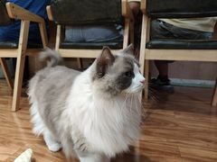 -MOCHA明星猫咖(田子坊店)