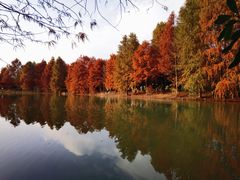 -上海海湾国家森林公园