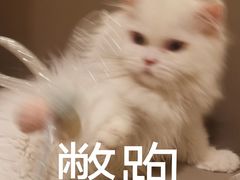 -猫腻·猫咖·撸猫馆(星光大道店)
