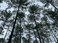 -莫尔道嘎国家森林公园