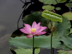 -大兴滨河森林公园