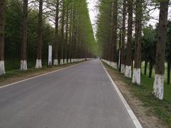 -黄海国家森林公园