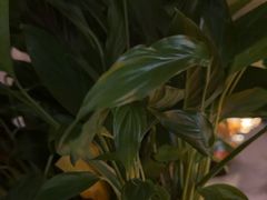 -亦境芳香·SPA影院足道(梅林店)