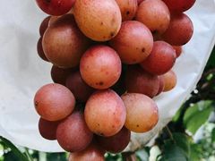 -马陆小张葡萄园农家乐