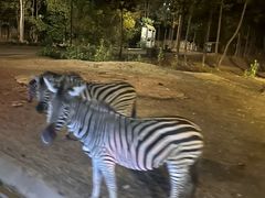 -清迈夜间动物园