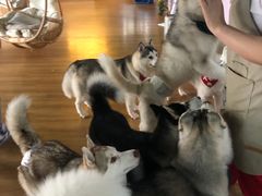 -Husky Go! 哈士奇体验馆·宠物咖啡厅狗咖