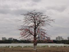 -海珠湖公园