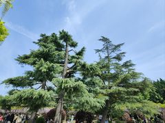 -嘉定紫藤园