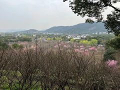 -香雪海