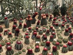 -深圳仙湖植物园