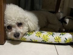 -萌兽医馆·绝育·24小时内科·宠物医院(德胜店)