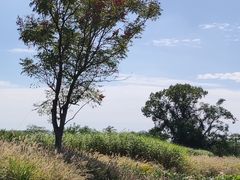 -良渚古城遗址公园