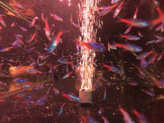 -中环花鸟鱼虫市场