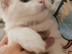 -有喵·猫咖·狗咖·30几只猫10只小狗(岗厦店)