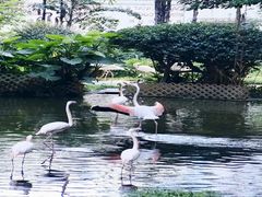 -九龙公园