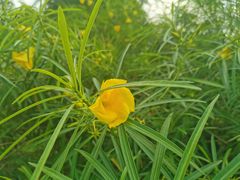 -广西壮族自治区药用植物园