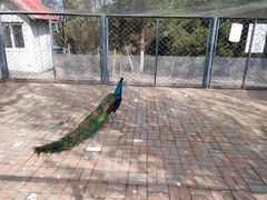 -长白岛森林公园