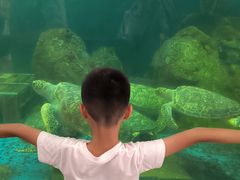 -广东惠东海龟国家级自然保护区