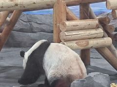 -秦皇岛野生动物园
