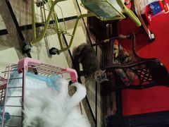 -猫色咖啡·猫咖