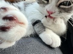 -lincat·猫舍(广州店)