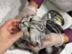 -宠爱国际动物医院·消化内科·心肾内科·ISFM猫友好(望京店)