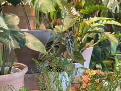 -自由生长植物工作室(深港花卉中心店)