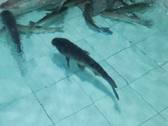 -田园山庄农家乐(石岩店)