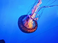 -太平洋海底世界